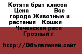 Котята брит класса › Цена ­ 20 000 - Все города Животные и растения » Кошки   . Чеченская респ.,Грозный г.